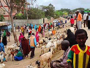 Ethiopia/Moyale: Monday market at the Ethiopian-Kenya border