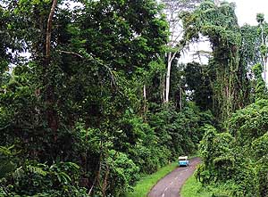 Halmahera/Nord-Molukken/Indonesien: Urwaldstrecke auf dem Trans Halmahera Highway zwischen Tobaru und Weda