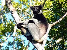 Madagaskar/Andasibe: 'Indri' Lemur im Andasibe-Mantadia Nationalpark