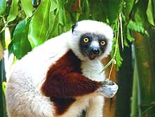 Madagascar: Lemures - a Coquerel-Sifaka