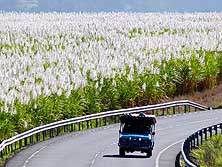 Mahbourg-Blue Bay/Mauritius: Zuckerrohrfelder