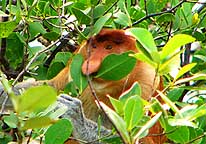 Kuching/Sarawak/East-Malaysia (Borneo): Proboscis monkey in Bako National Park