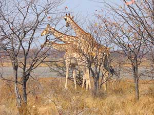 Namibia/Etosha National Park: Giraffes