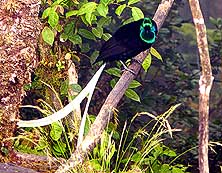 Papua Neuguinea/Western Highlands-Enga Provinz: Paradiesvögel/Schmalschwanz-
Paradieselster (Astrapia mayeri)