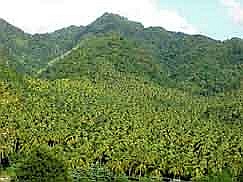 St. Vincent: Palm grove near Layou on the West coast