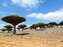 Jemen/Insel Sokotra: Drachenblutbäume auf dem Dicksam Plateau