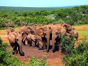 Südafrika/Addo Nationalpark: Elefanten-Zusammenkunft